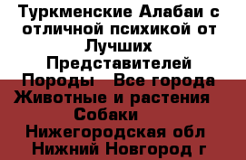 Туркменские Алабаи с отличной психикой от Лучших Представителей Породы - Все города Животные и растения » Собаки   . Нижегородская обл.,Нижний Новгород г.